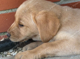 Superb KC Reg Labrador Puppies