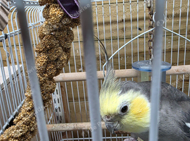 Very Tame bonded Pair Pastel faced Cockatiels