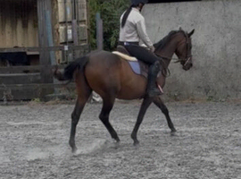 Stunning BRP mare