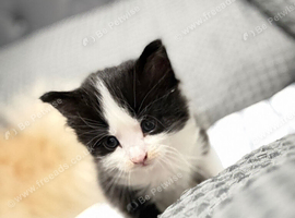 Stunning kitten&rsquo;s available