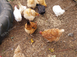 5 14 month old leghorn hens