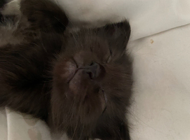 1 boy left black need a loving home reddy to go