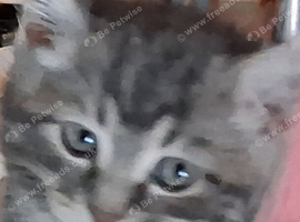 Beautifull Manx kittens