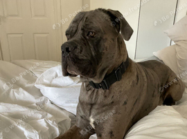 Cane corso