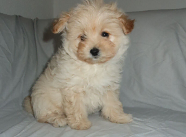 Pomapoo puppy