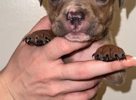 American bully x American bull staff