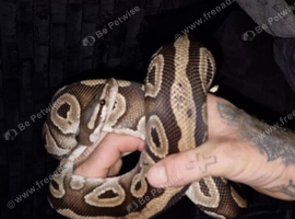 Bull python
