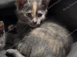 Grey calico kitten