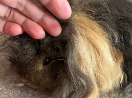Guinea pig Alpaca boar 6 mths old