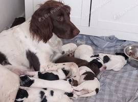 English Springer Spaniels puppies