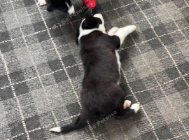 2 collie pups