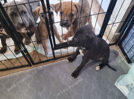 Staffy X lab for sale