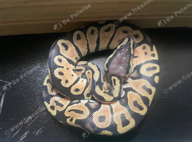 Pastel hypo het pie ball python