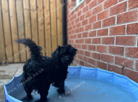 Pomapoo female 10 months old