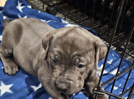 Puppies for sale