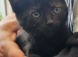 KITTEN FOR SALE READY TO LEAVE NOW 1 GIRL LEFT