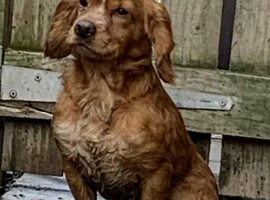 JD lovely 18 month old cocker spaniel cross