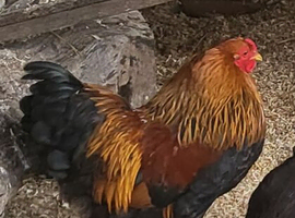 Brahma bantam cockeral