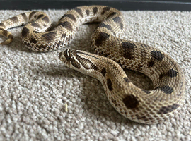Conda female Hognose snake & set up
