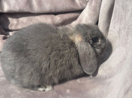 Gorgeous Blue Opal  minilop boy