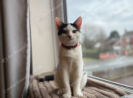 1 year old boy looking for a forever home
