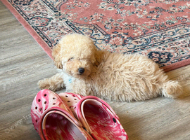 Last puppy &ndash; Ready Now &pound;750