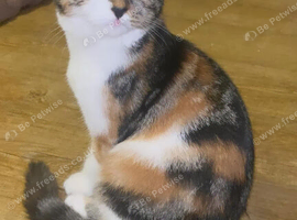 Female cat