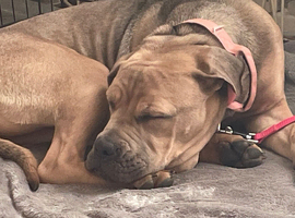 Cane Corso puppy female still available