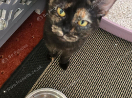 Female cat need re homing asap offers
