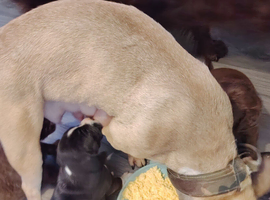 6 Frenchie x Sprocker pups