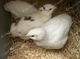 3 female white quails