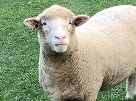 Poll Dorset ewes