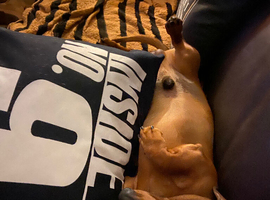3 year old male dachshund