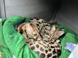 Pair of unrelated cape genets