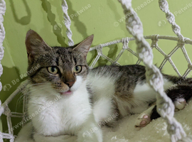 Cute Kittens Looking Homes