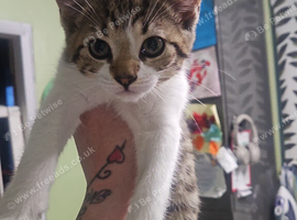 Free kittens