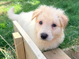 White Pedigree German Shepherd Puppies