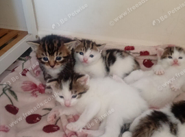 Kittens