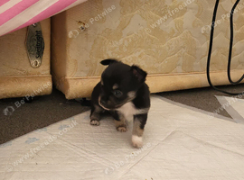 3 beautiful puppies