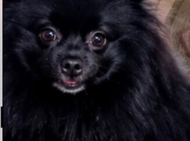 Black Pomeranian girl for sale lovely little dog