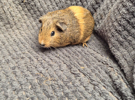 Guine Pigs looking for new homes