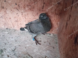 Young racing pigeons