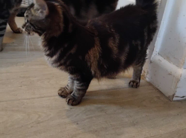 6 month old kittens two boys 1 girl