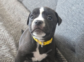 Staffy+cane corso