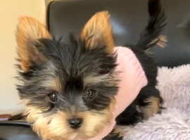 Stunning Yorkshire Terrier Female