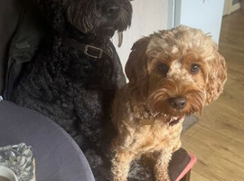 Male and Female Cockapoo for rehoming together