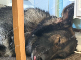 Beautiful KC German shepherd