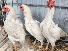 3 miniature ko shamo hens