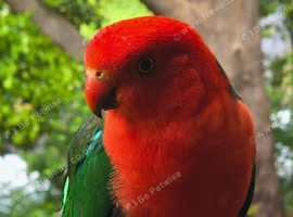King parrots Glasgow