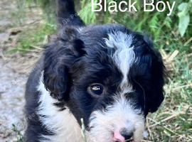 Lassie/Border Collie X Toy Poodle